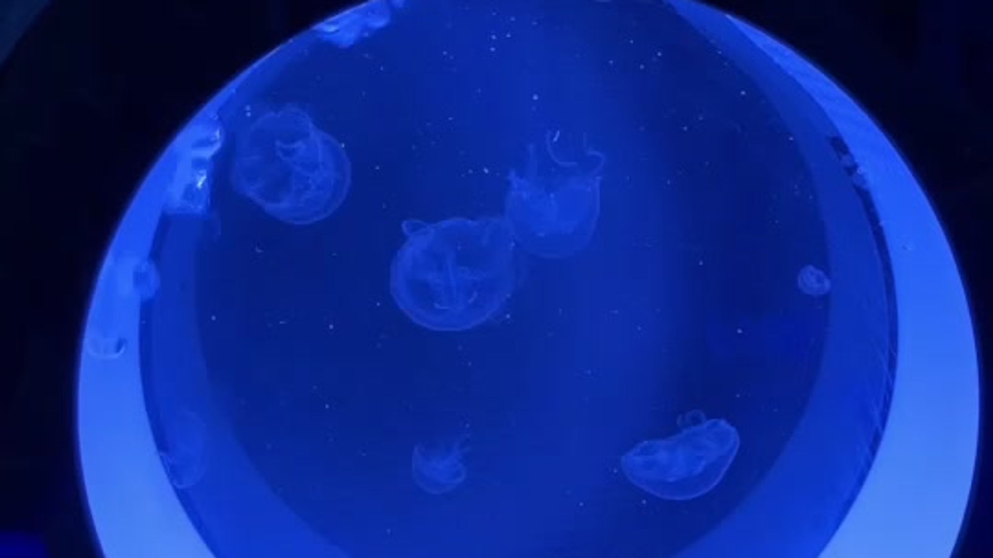 威居家療癒水母缸